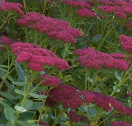 Sedum Herbstfreude