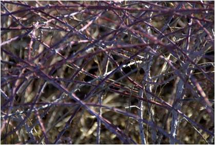 Purple stems with a white bloom, in winter