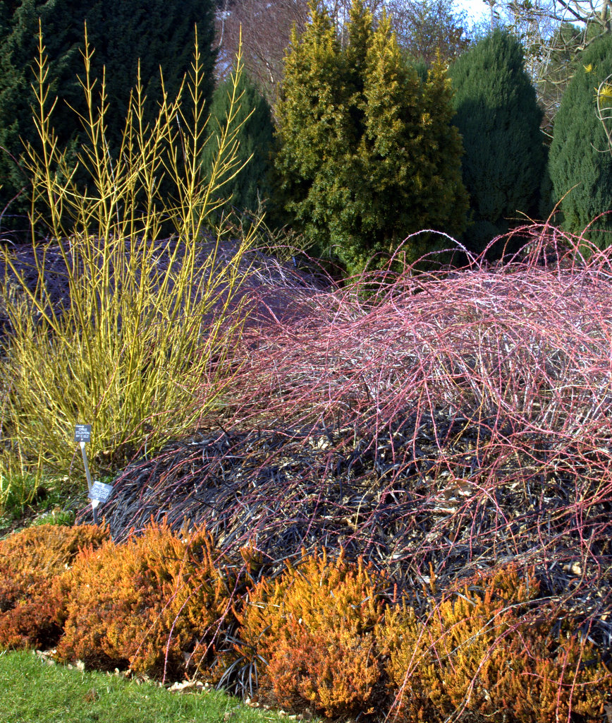 Sir Harold Hillier Garden, Romsey