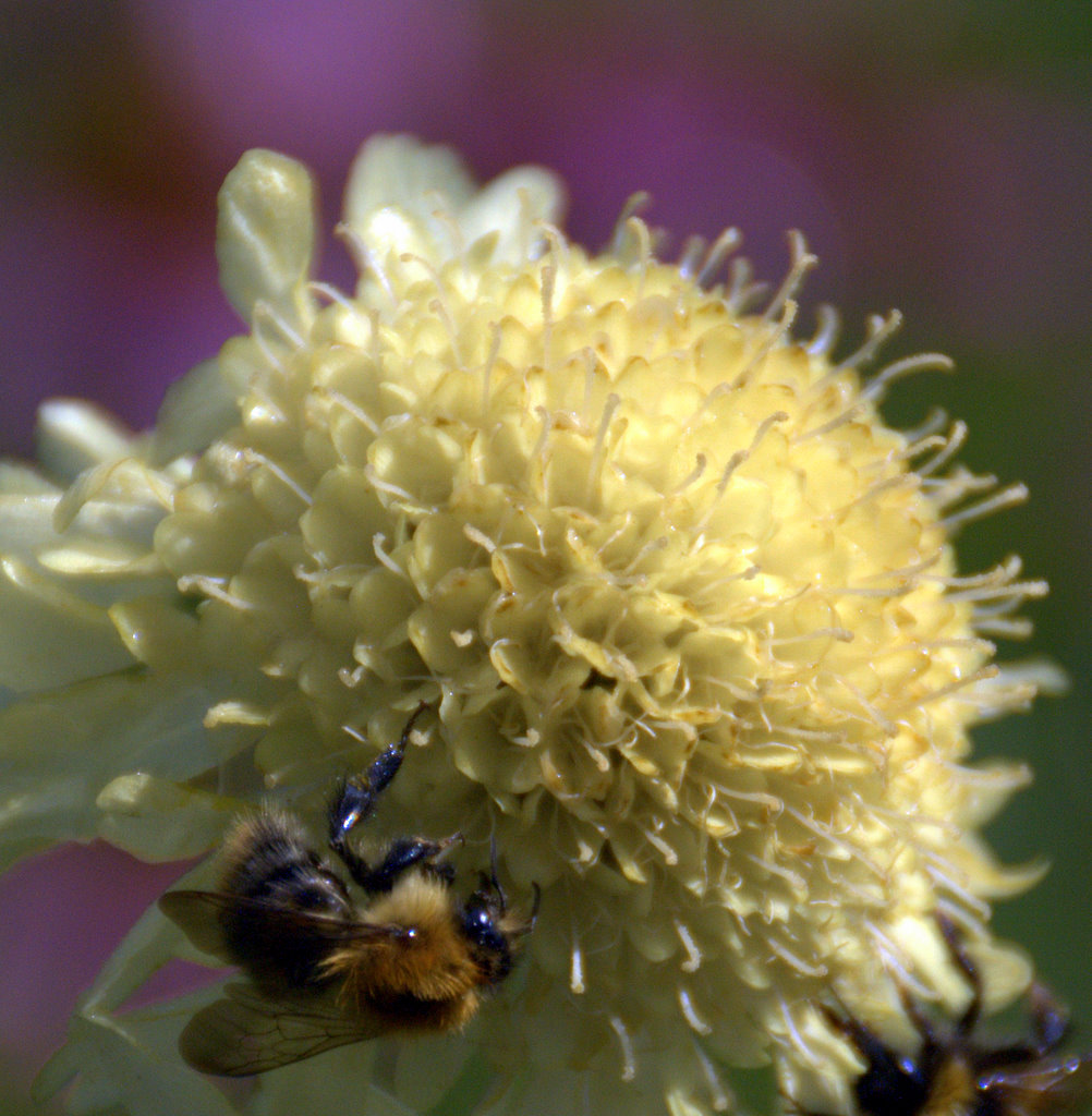 Apis mellifera on Cephalaria gigantea