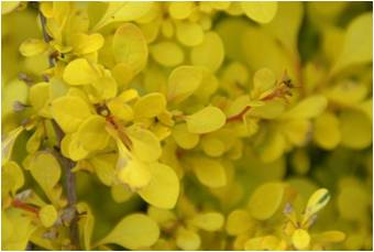 Berberis thunbergii "Aurea"