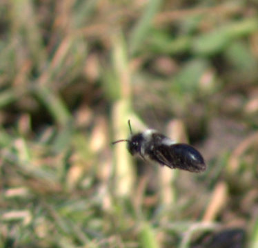 Andrena cineraria