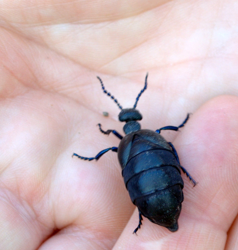 Black Oil Beetle