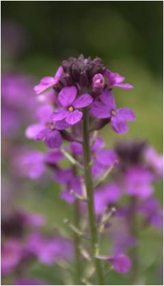 Erysimum "Bowles Mauve"