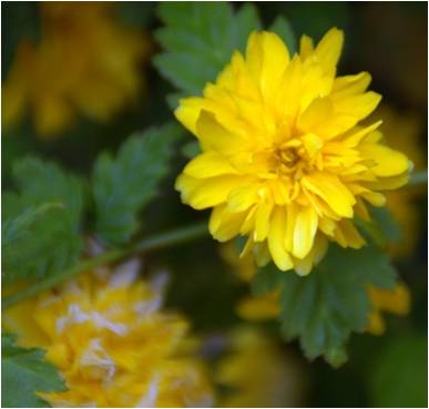 Kerria japonica "Pleniflora"