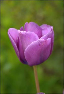 Tulipa "Bleu Aimable"