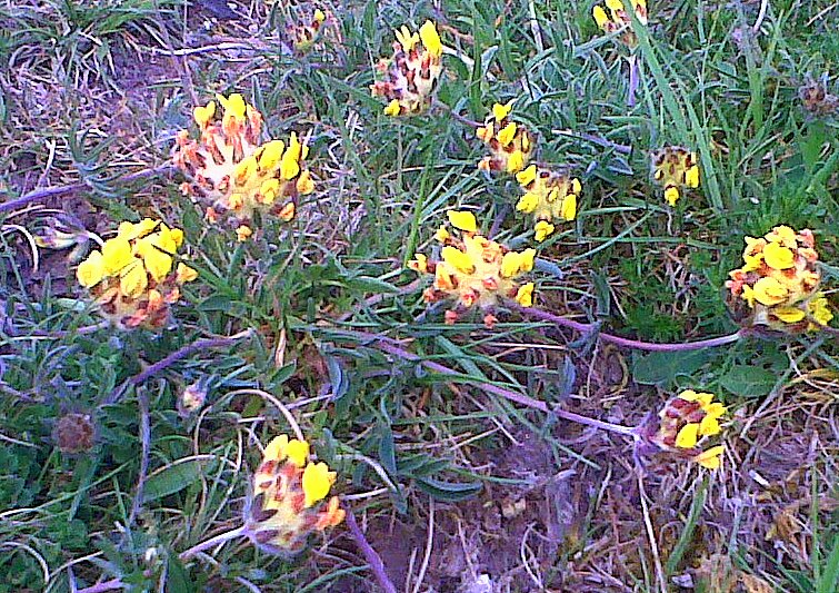 Kidney Vetch - Anthyllis vulneraria