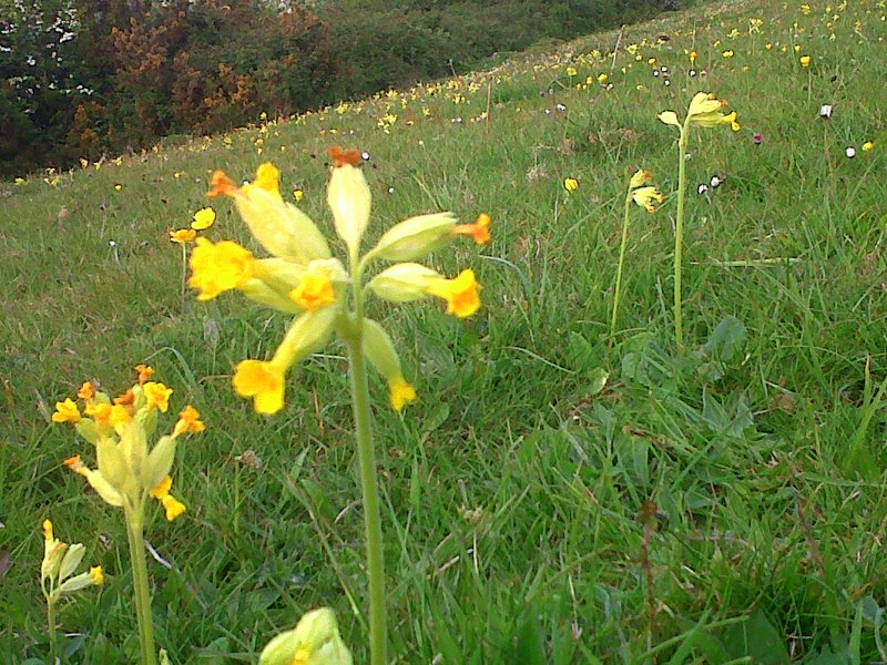 Primula veris