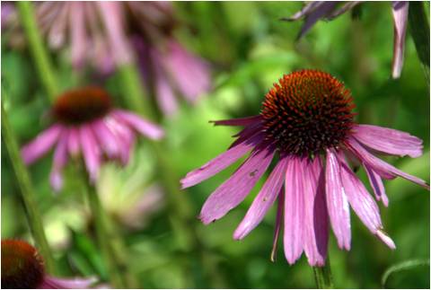 Echinacea purpurea Magnus - Exbury Garden Hampshire