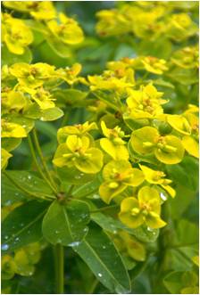 Euphorbia cornigera Goldener Turm, Exbury Garden, Hampshire