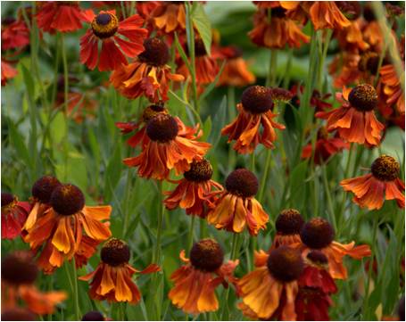 Helenium Moorheim Beauty - Exbury Garden Hampshire