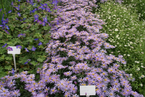 Geranium "Jolly Bee", Aster Lutetia and Erygeron Karvinskianus