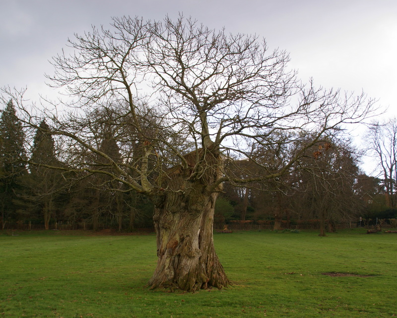 Pollarded veteran oak