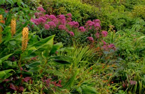 Trelissick Assam Orange Rumbold Ayers Garden Design