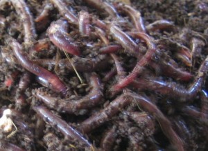 earthworms